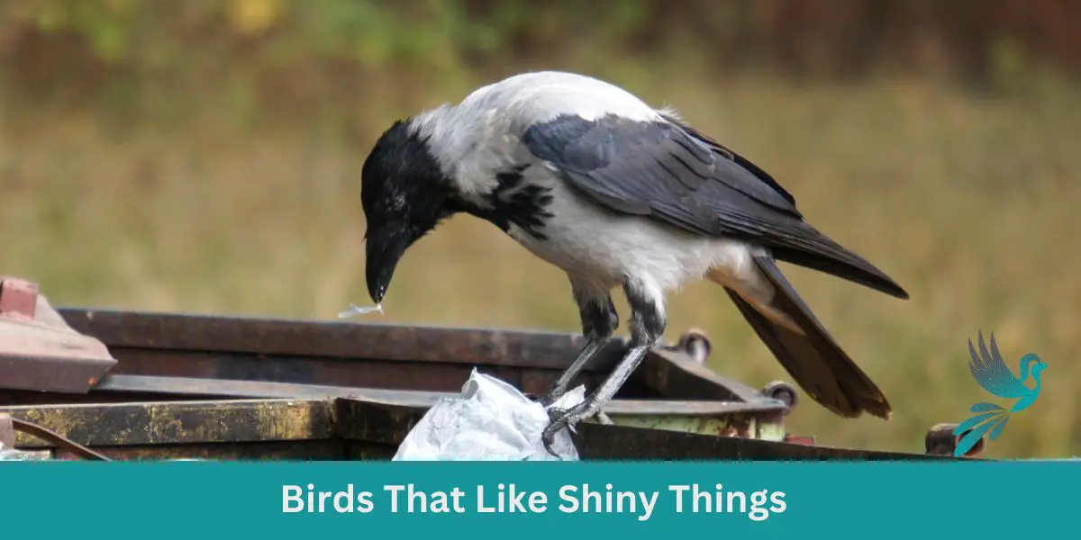 Birds That Like Shiny Things