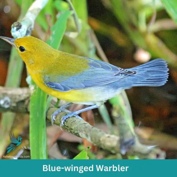 Blue winged Warbler
