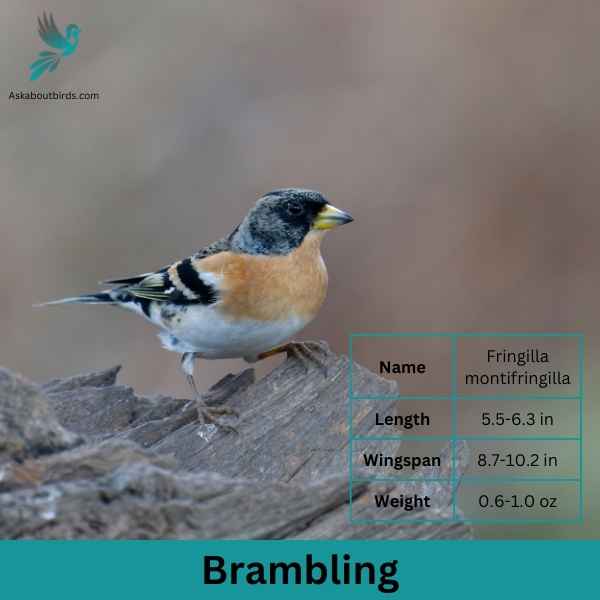 Brambling attributes