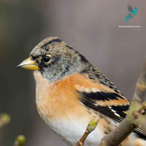 Brambling close up