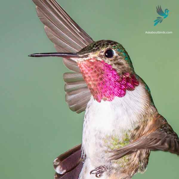 Broad tailed Hummingbird close up