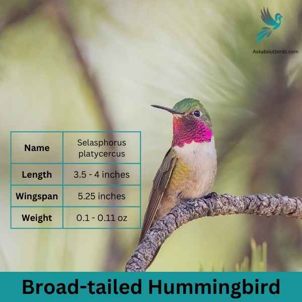 Broad tailed Hummingbird