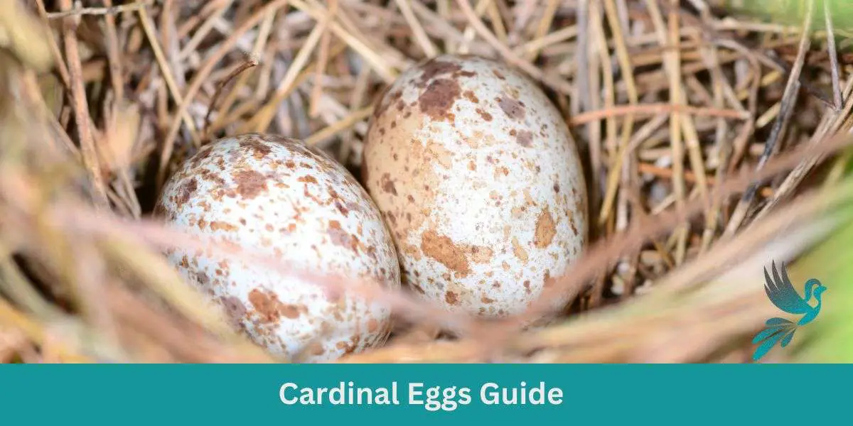 Cardinal Eggs Guide
