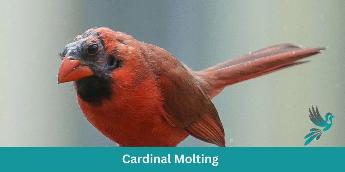 Cardinal Molting