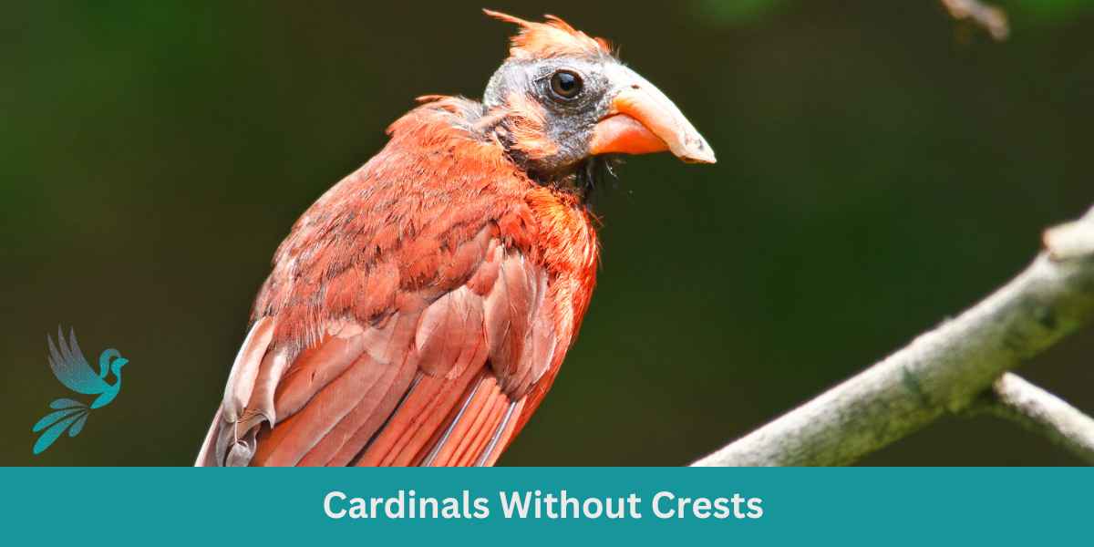 Cardinals Without Crests