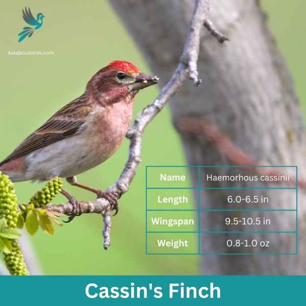 Cassins Finch