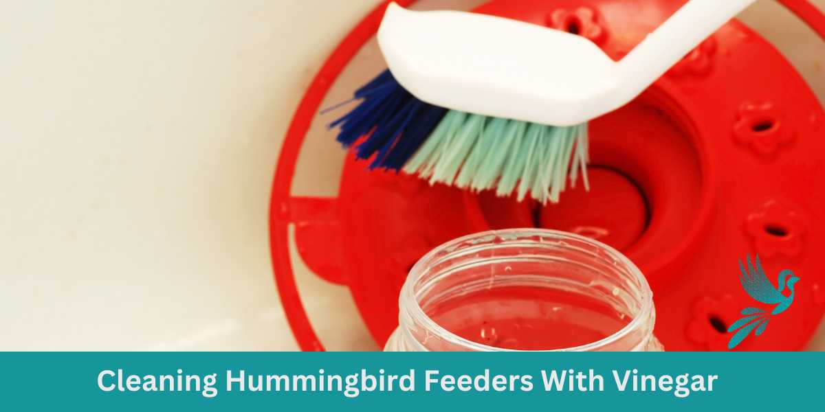 cleaning-hummingbird-feeders-with-vinegar-ask-about-birds