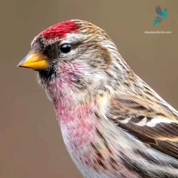 Common Redpoll close up