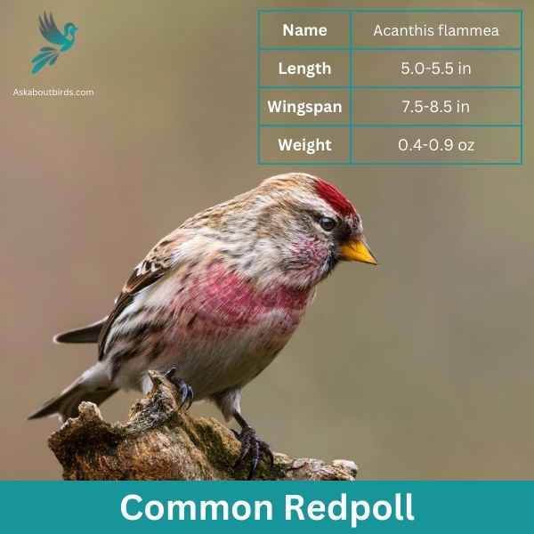 Common Redpoll