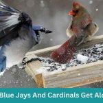 Do Blue Jays And Cardinals Get Along