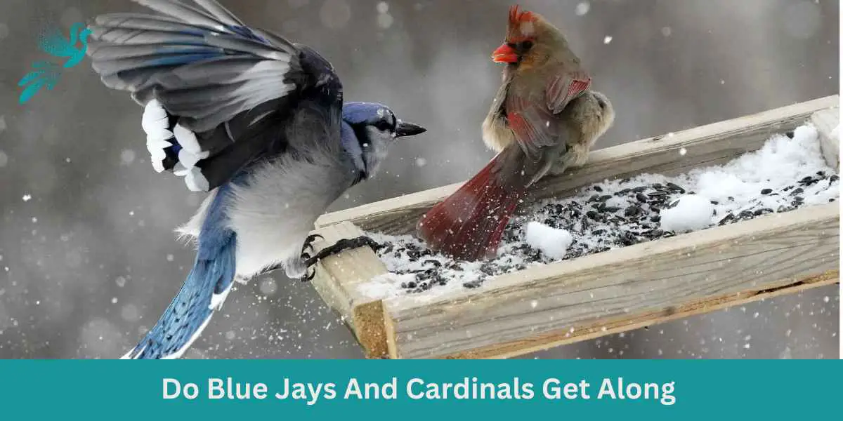 Do Blue Jays And Cardinals Get Along 1