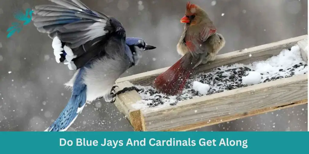 do-blue-jays-and-cardinals-get-along-ask-about-birds