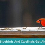 Do Bluebirds And Cardinals Get Along