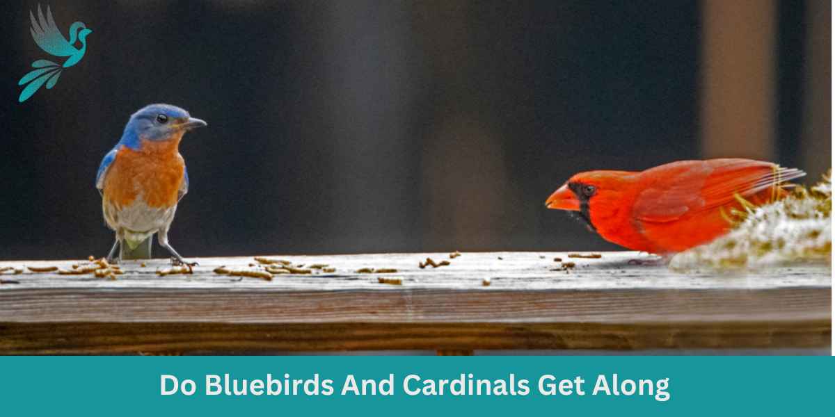Do Bluebirds And Cardinals Get Along