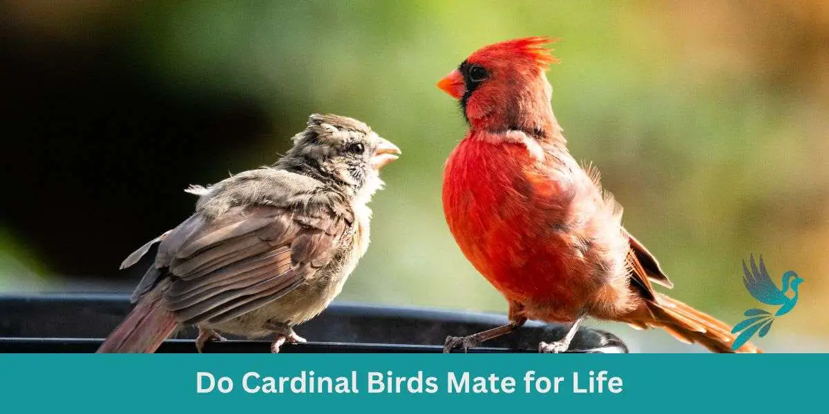 Do Cardinal Birds Mate for Life
