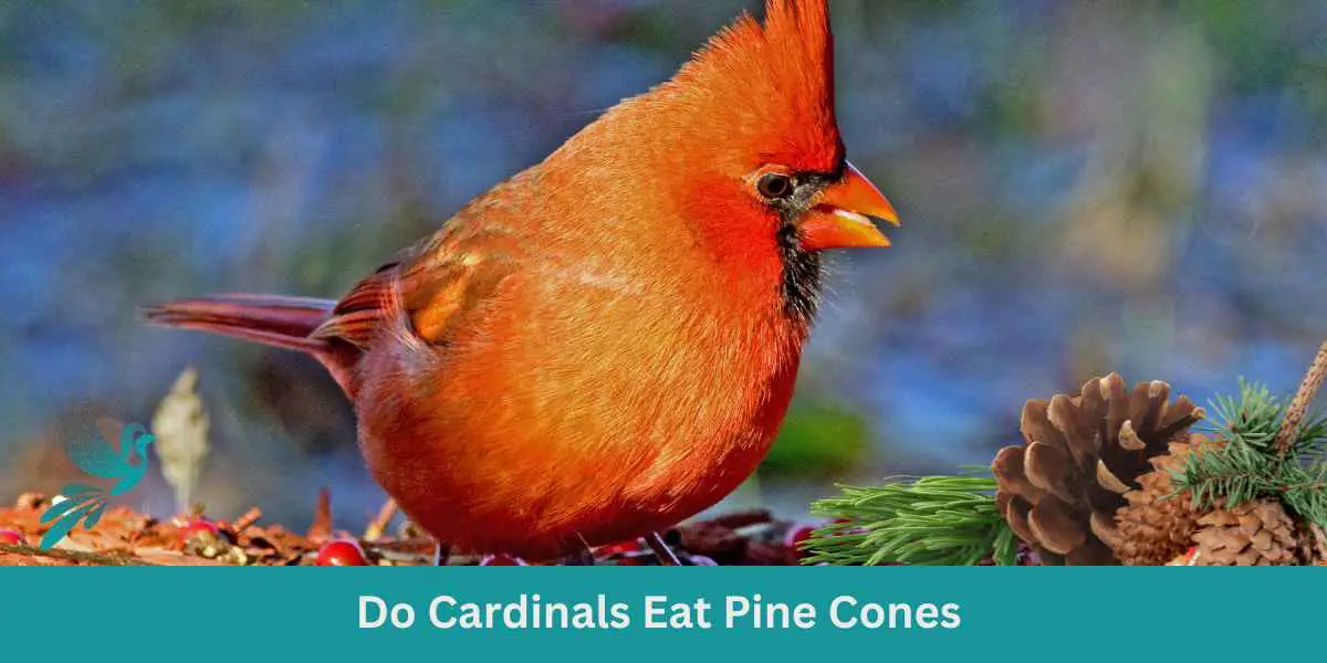 Do Cardinals Eat Pine Cones