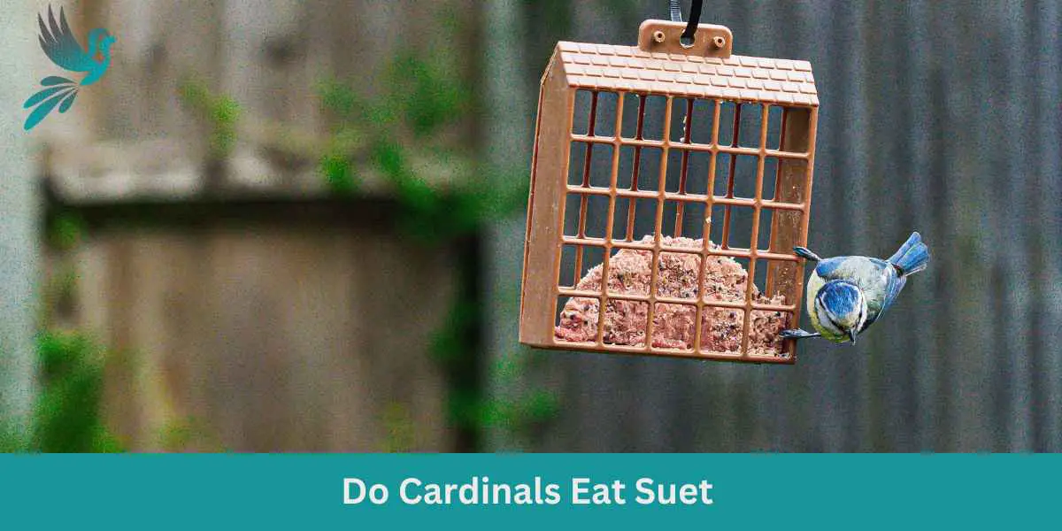 Do Cardinals Eat Suet