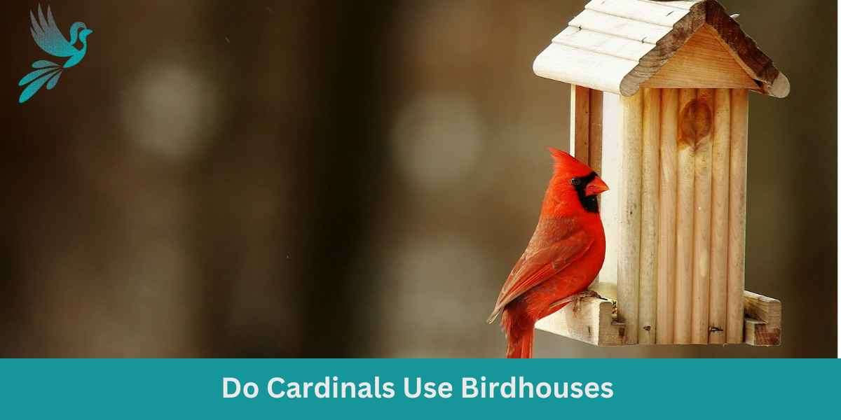 Do Cardinals Use Birdhouses