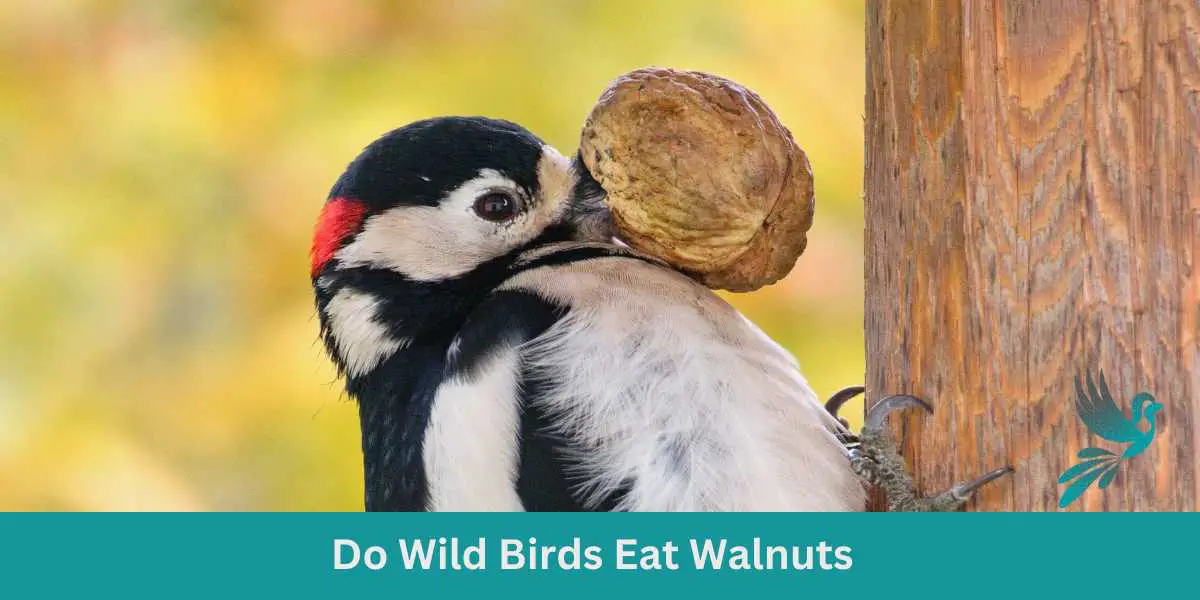 Do Wild Birds Eat Walnuts?