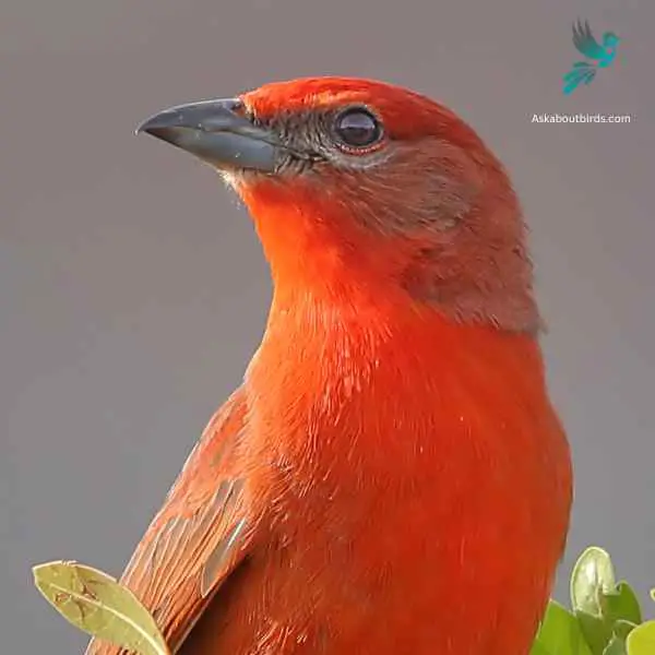 Hepatic Tanager close up