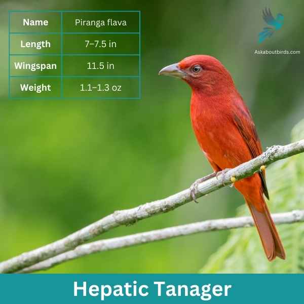 Hepatic Tanager