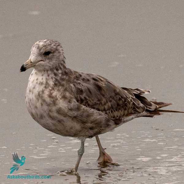 Herring Gull 2