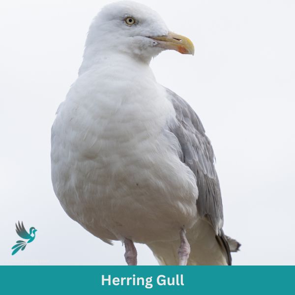 Herring Gull