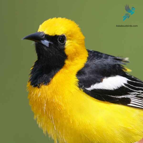 Hooded Oriole close up