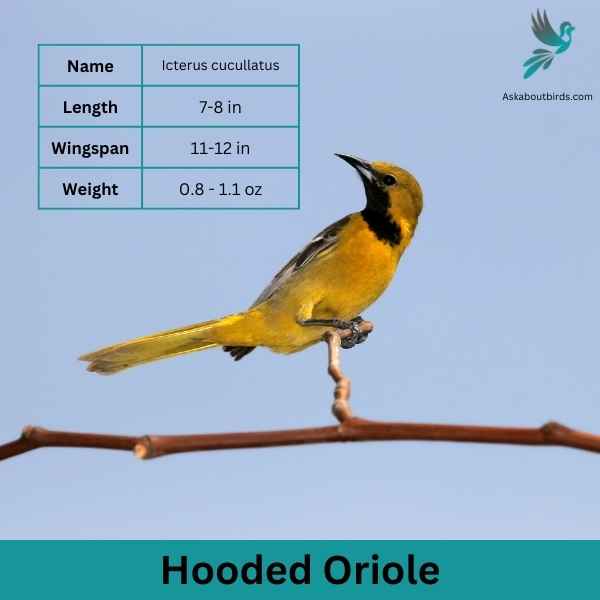 Hooded Oriole