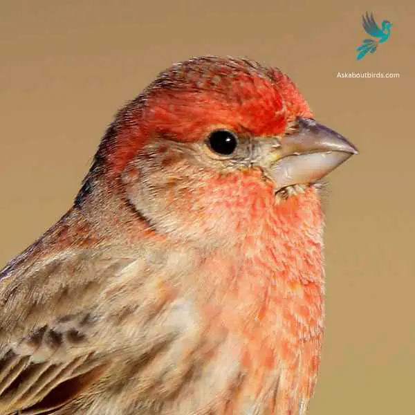 House Finch close up