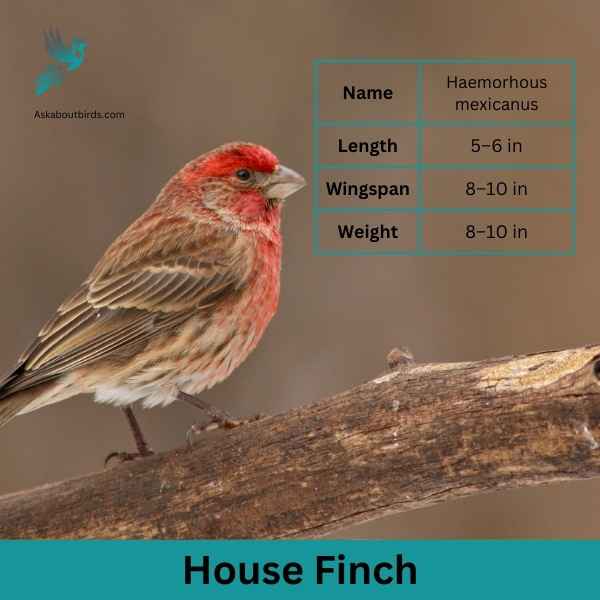 House Finch