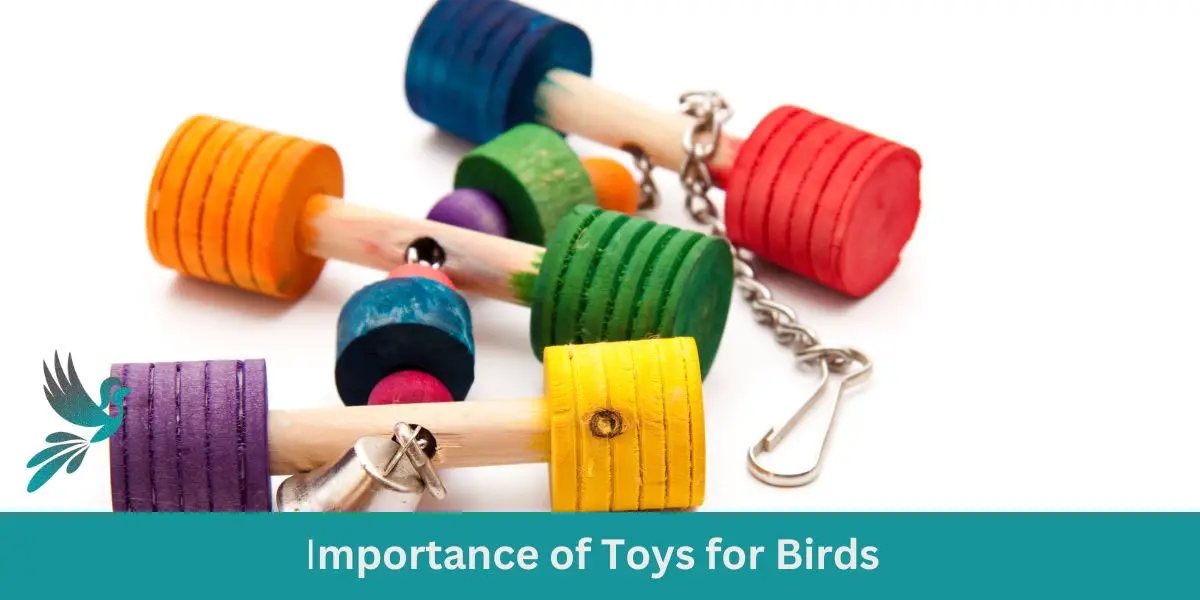 Importance of Toys for Birds