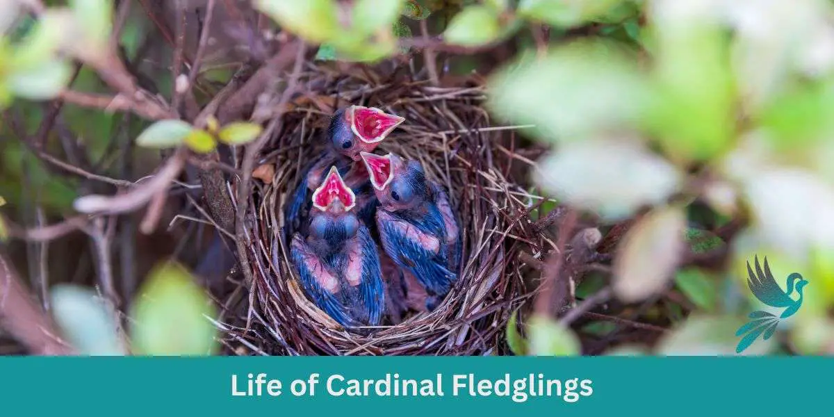 Life of Cardinal Fledglings