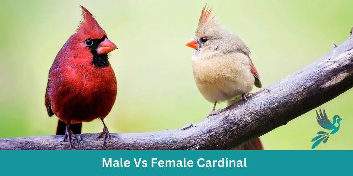 Male Vs Female Cardinal