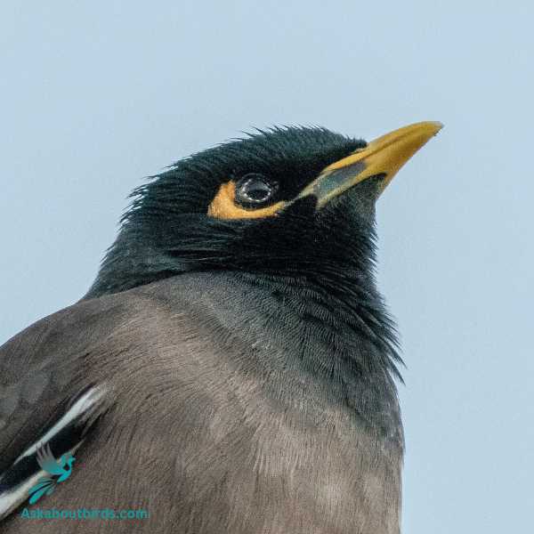 Mynah 2