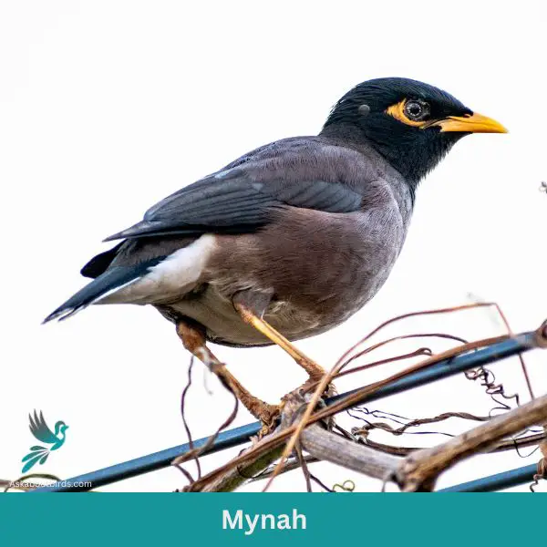 Mynah