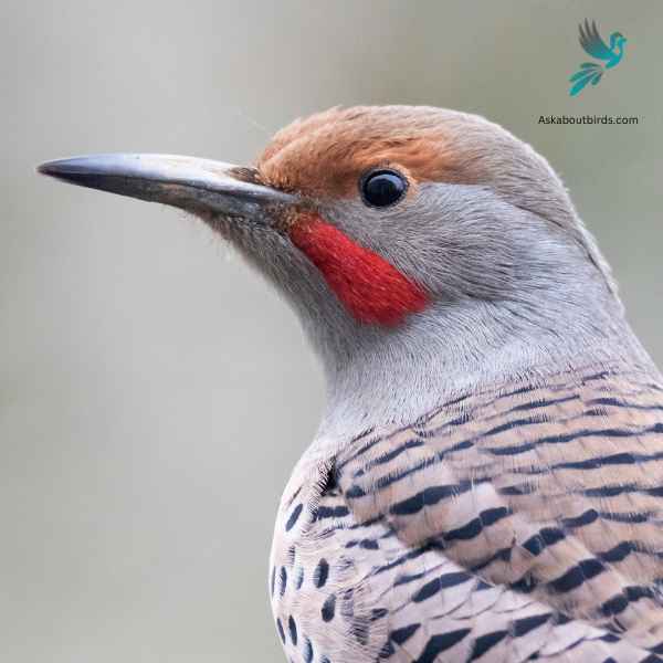 Northern Flicker close up