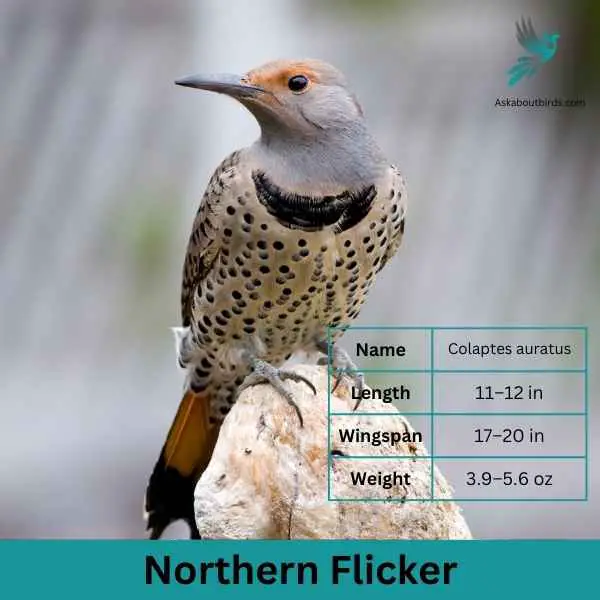 Northern Flicker