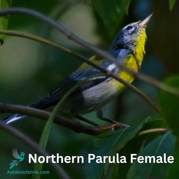 Northern Parula female
