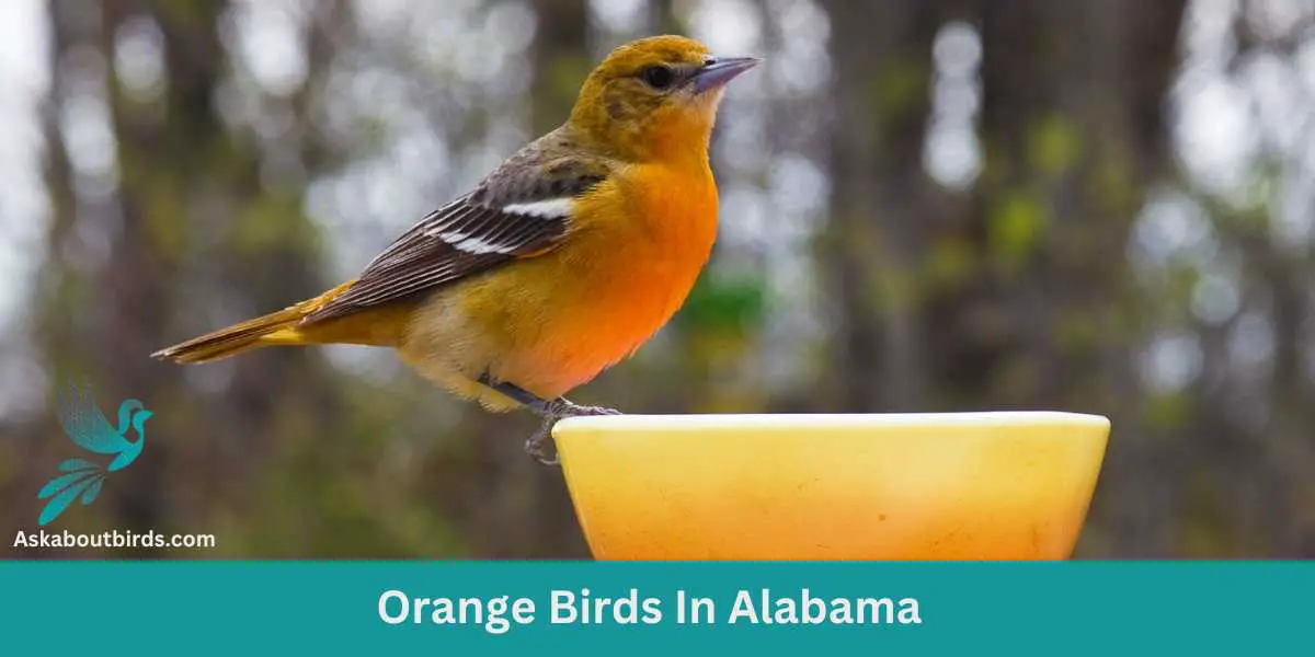 Orange Birds In Alabama