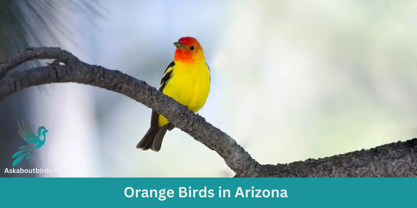 Orange Birds in Arizona