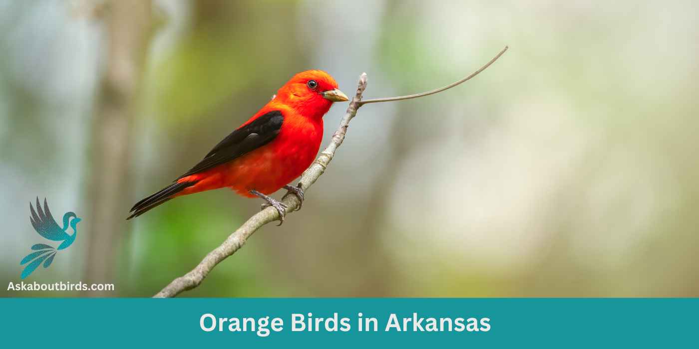 Orange Birds in Arkansas