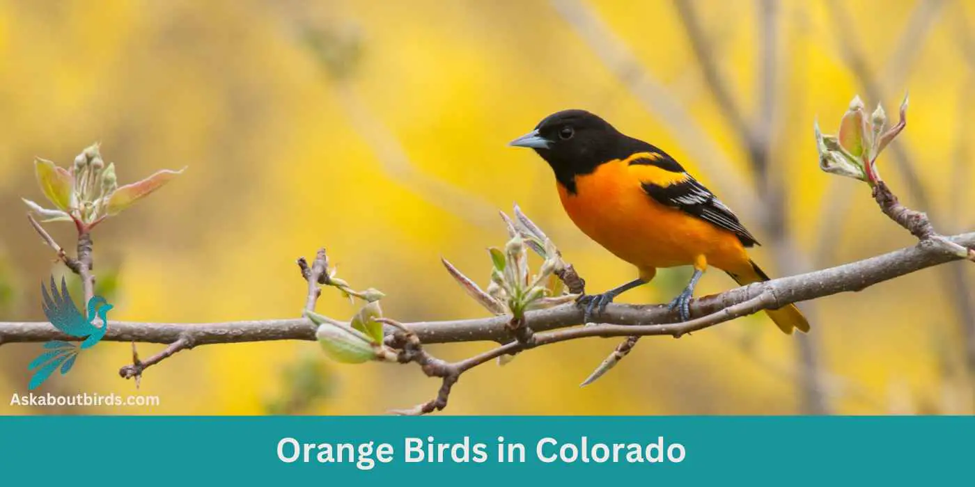 Orange Birds in Colorado