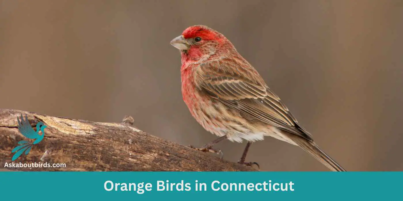 Orange Birds in Connecticut