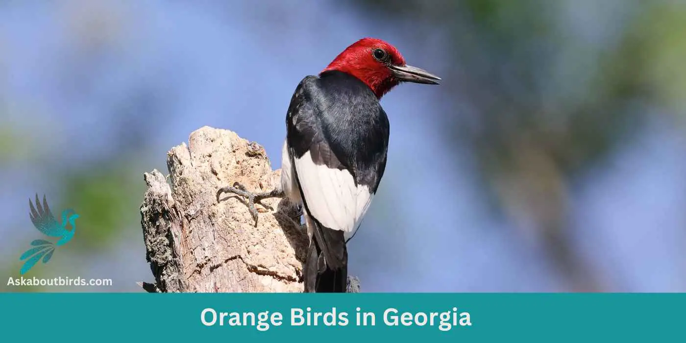 Orange Birds in Georgia 1