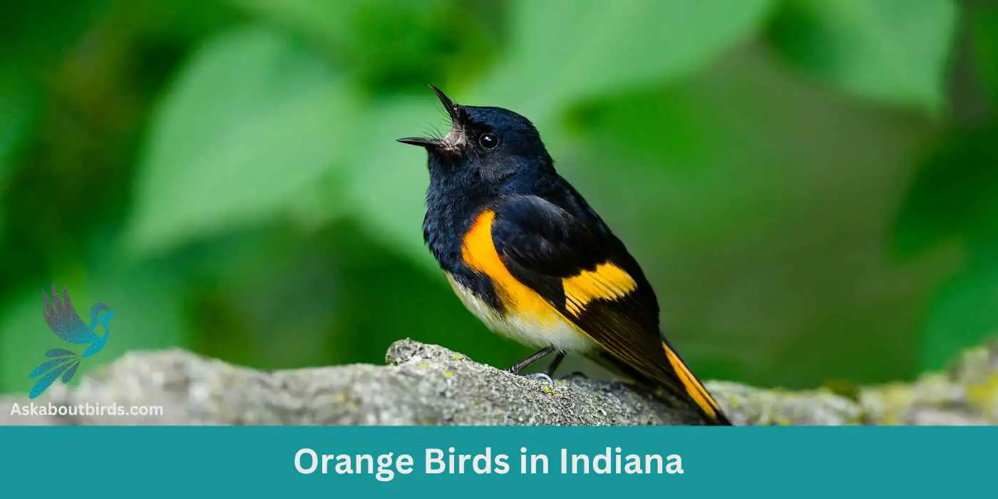 Orange Birds in Indiana