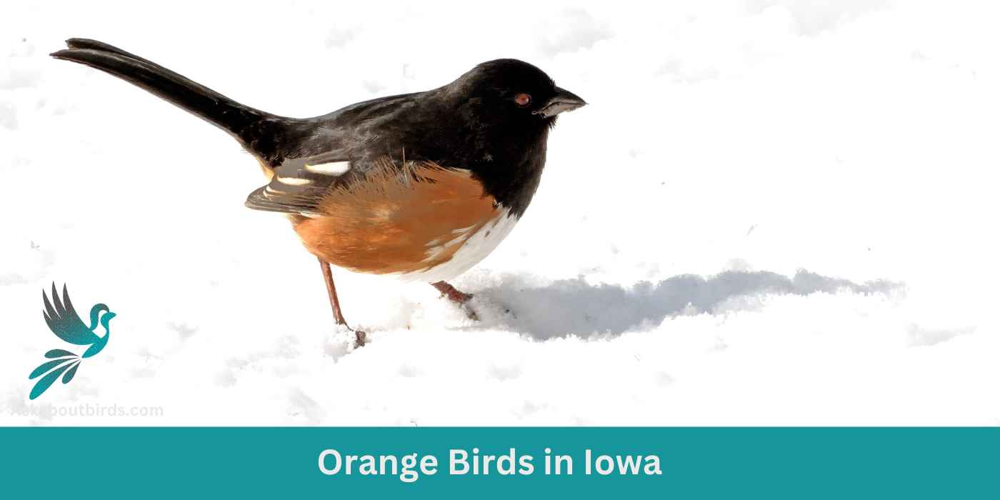 Orange Birds in Iowa