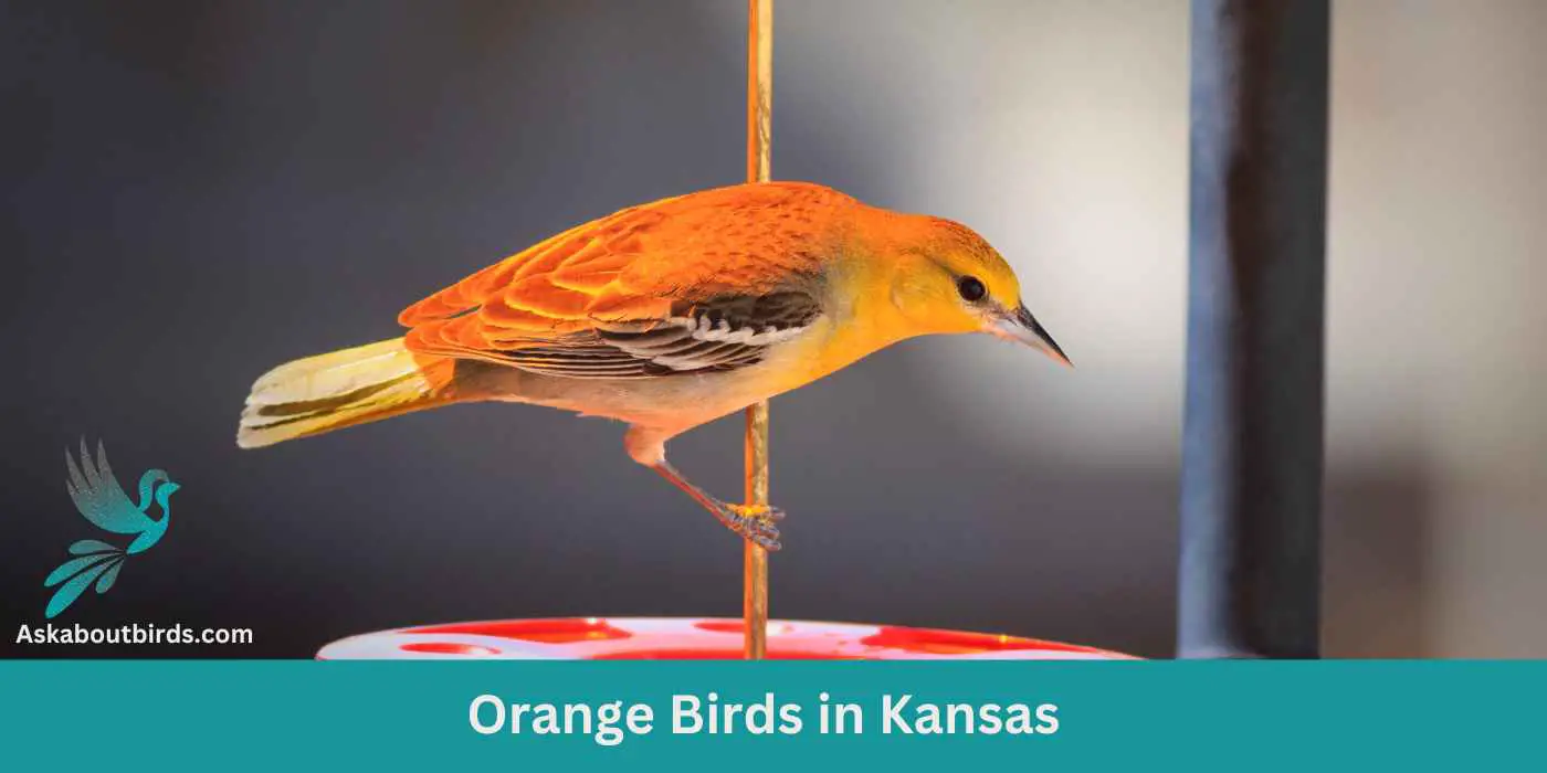 Orange Birds in Kansas 1