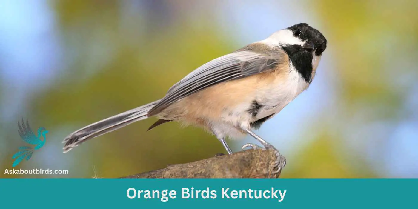 Orange Birds in Kentucky