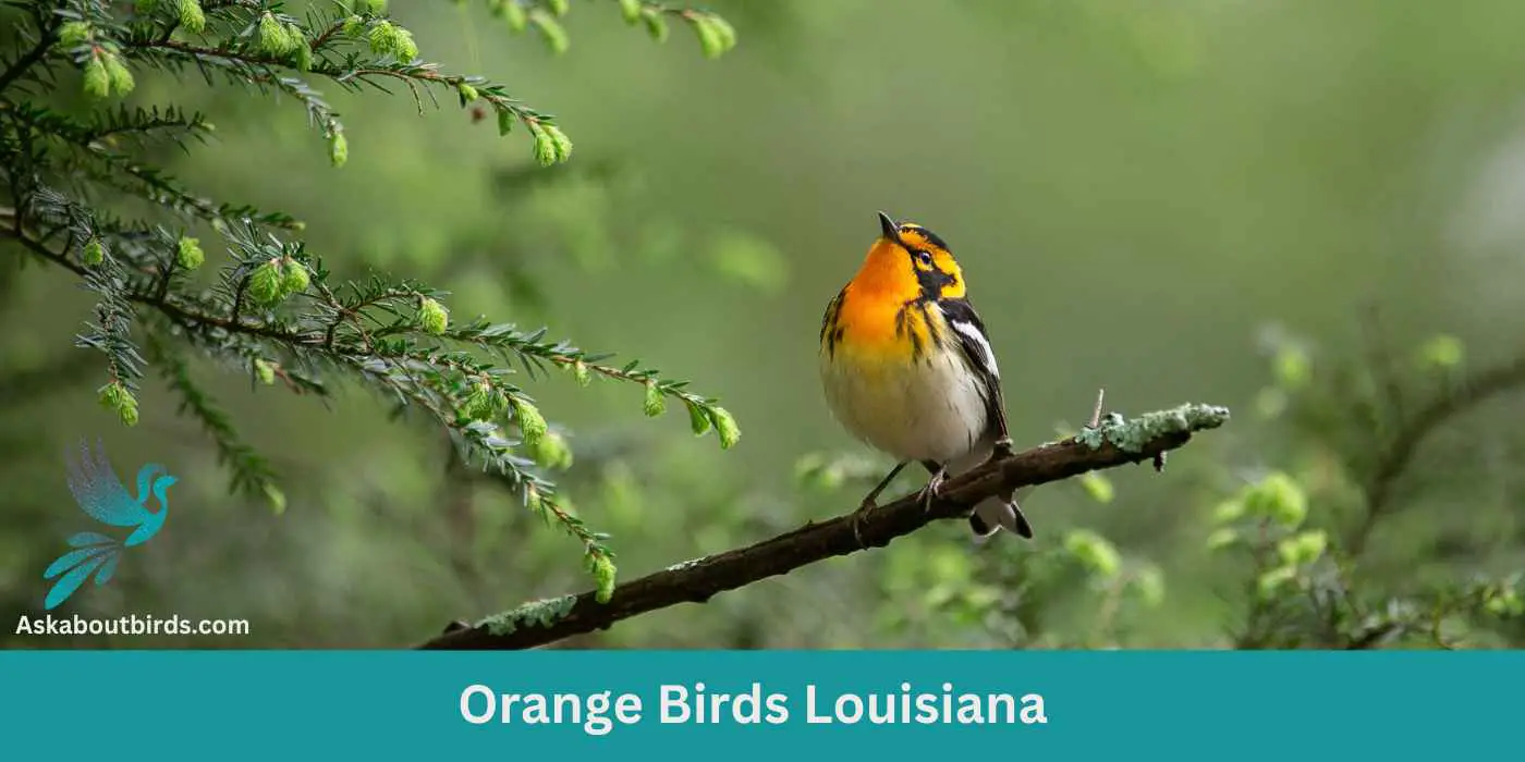 Orange Birds in Louisiana